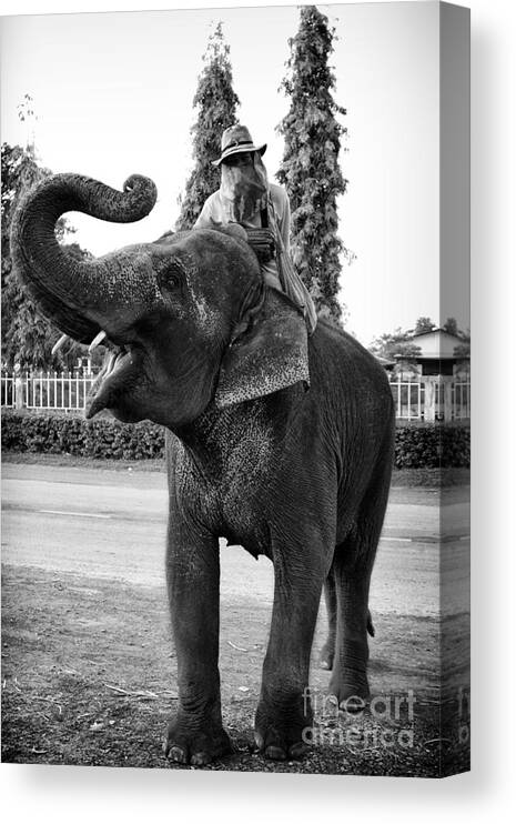 Artist Thanh Tran Canvas Print featuring the photograph Thai Elephant Roar by Thanh Tran