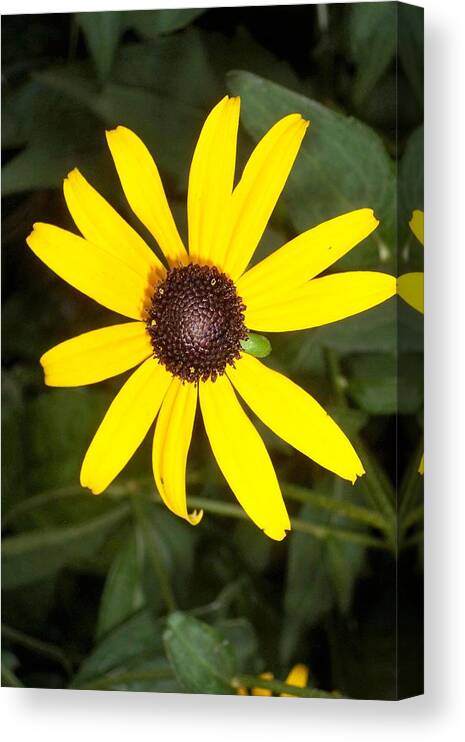 Daisy Canvas Print featuring the photograph The Beauty of a Single Daisy by Shawn Hughes