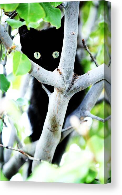 Kitten Canvas Print featuring the photograph The little huntress by Jessica S