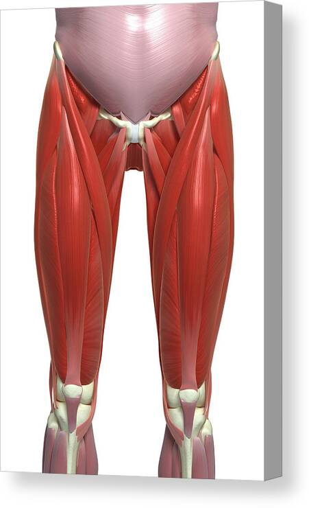 Vertical Canvas Print featuring the photograph The Muscles Of The Lower Limb by MedicalRF.com