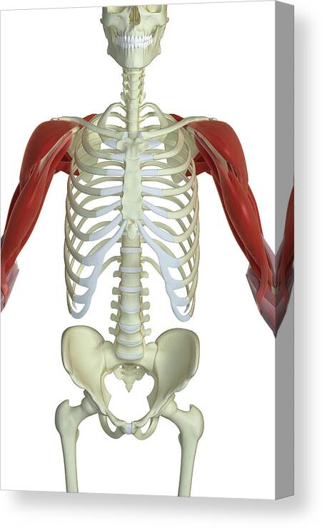 Vertical Canvas Print featuring the photograph The Muscles Of The Shoulder And Upper Arm by MedicalRF.com