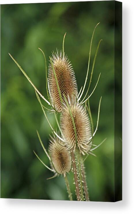 Flora Canvas Print featuring the photograph Thistles by Chris Anderson