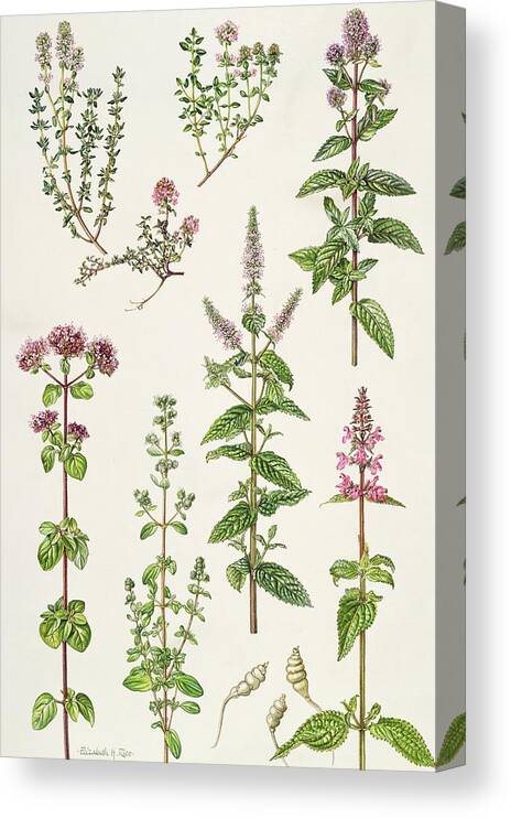 Lemon; Garden; Caraway; Peppermint; Spearmint; Marjoram; Sweet; Chinese Artichoke; Botanical; Thym; Marjolaine; Menthe; Cumin; Flower; Flowers; Leaf; Leafs; Leafy; Thyme; Herb; Herbs Canvas Print featuring the painting Thyme and other herbs by Elizabeth Rice 