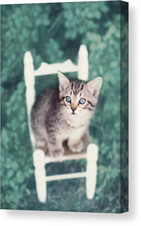 Kitten Photography Canvas Print featuring the photograph Time Out by Amy Tyler