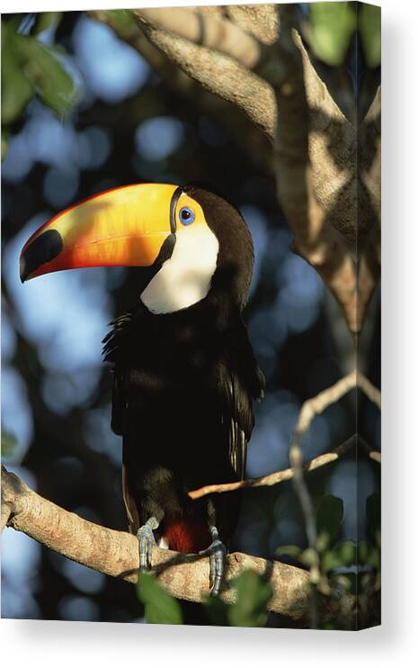 Mp Canvas Print featuring the photograph Toco Toucan Ramphastos Toco Perching by Konrad Wothe
