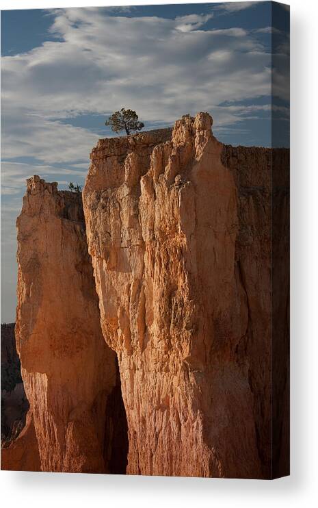 Bryce Canyon National Park Canvas Print featuring the photograph Tree On Rock by Ralf Kaiser