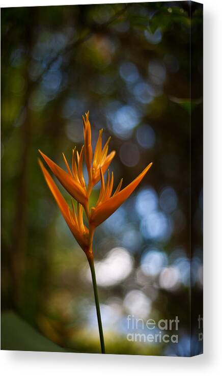 Bird Of Paradise Canvas Print featuring the photograph Tropical Dream Flower by Mike Reid