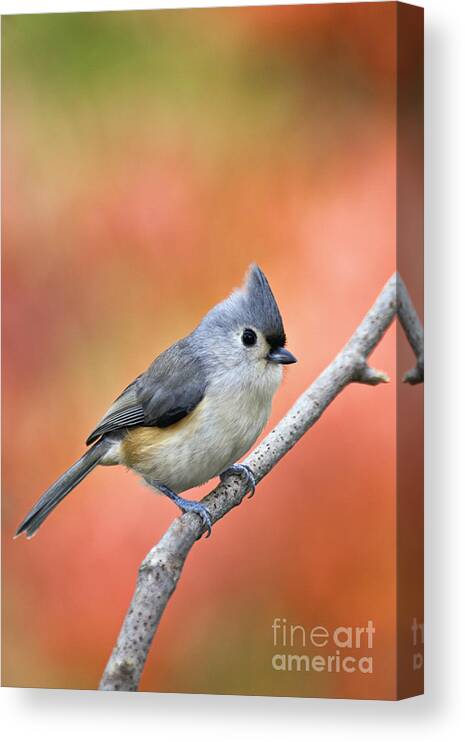 Tufted Titmouse Baeolophus Bicolor Backyard Bird Songbird Perch Twig Branch Wildlife Nature Fauna Autumn Fall Color Floyd County Indiana America American Canvas Print featuring the photograph Tufted Titmouse - D007808 by Daniel Dempster