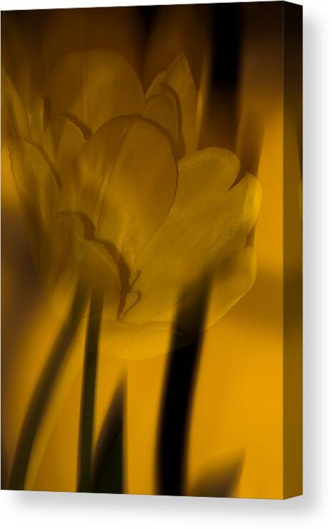 Tulip Canvas Print featuring the photograph Tulip Abstract by Ed Gleichman
