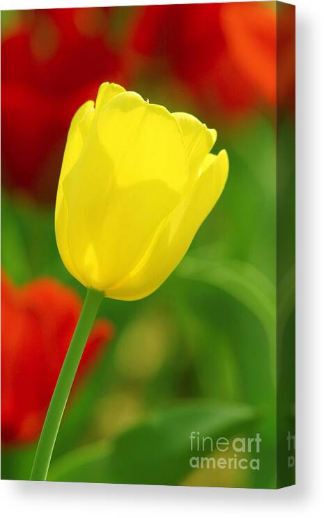 Tulip Canvas Print featuring the photograph Tulipan Amarillo by Francisco Pulido