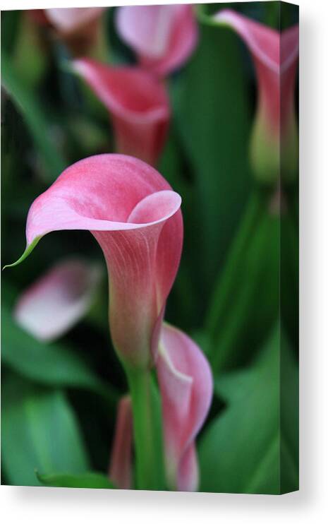 Calla Lily Canvas Print featuring the photograph Twirl by Tammy Espino