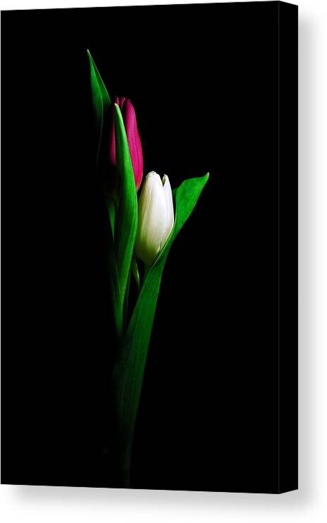 Tulips Canvas Print featuring the photograph Two Tulips by Elsa Santoro