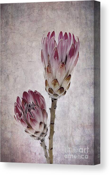 African Canvas Print featuring the photograph Vintage proteas by Jane Rix