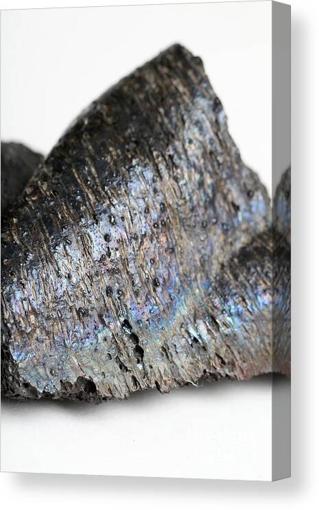 Still Life Canvas Print featuring the photograph Volcanic Rock by Photo Researchers