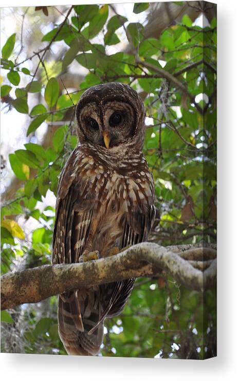 Barred Owl Canvas Print featuring the painting We call her Janice by AnnaJo Vahle