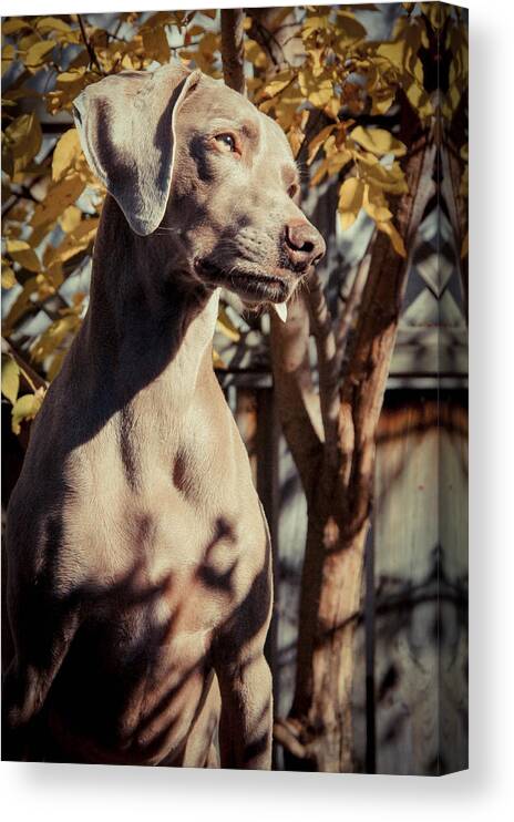 Dog Canvas Print featuring the photograph Weim Portrait by Tingy Wende