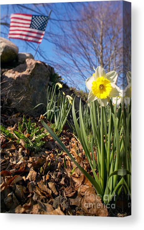 Spring Canvas Print featuring the photograph White and yellow daffodil flower by Matt Suess
