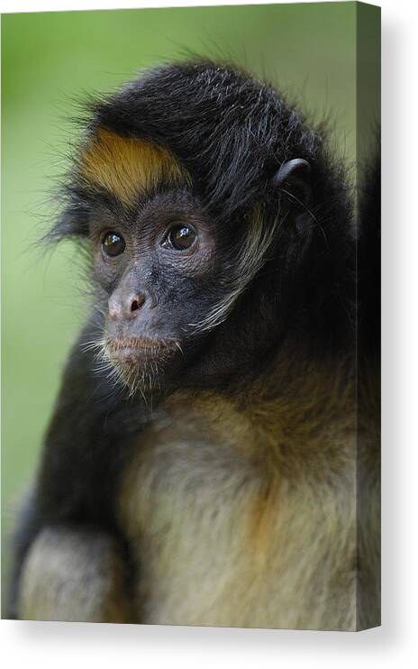 Mp Canvas Print featuring the photograph White-bellied Spider Monkey Ateles by Pete Oxford