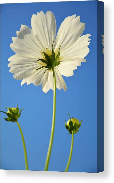 Cosmos Flower Canvas Print featuring the photograph White Cosmos Flower by Dung Ma
