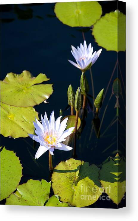 Flowers Canvas Print featuring the photograph White flowers with floating leaves by Dejan Jovanovic