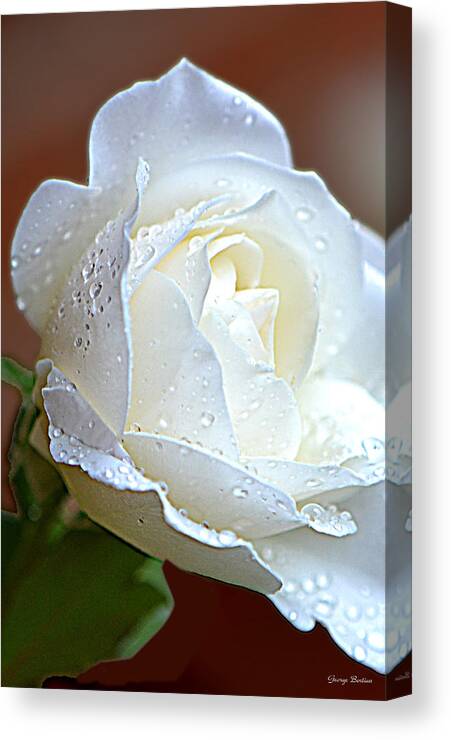 Dewdrops Canvas Print featuring the photograph White Rose 005 by George Bostian