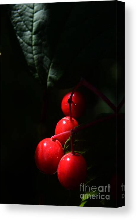Nature Canvas Print featuring the photograph Wild Berries In Soft Light by Steve Somerville