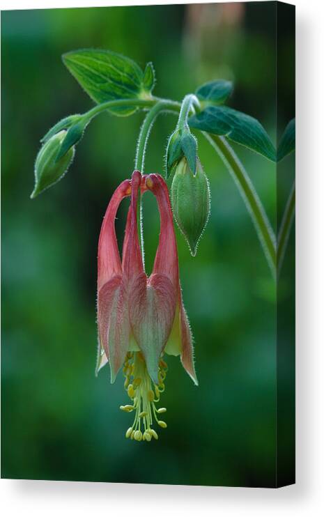 Aquilegia Canadensis Canvas Print featuring the photograph Wild Columbine Flower by Daniel Reed