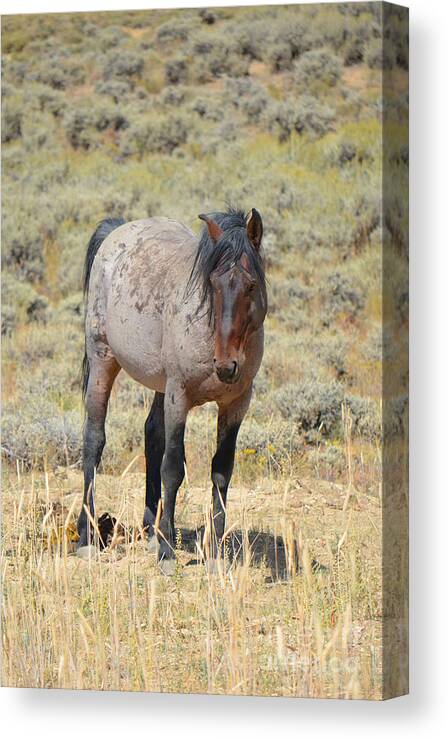 Horse Canvas Print featuring the photograph Wild Horses Wyoming - The Mare II by Donna Greene