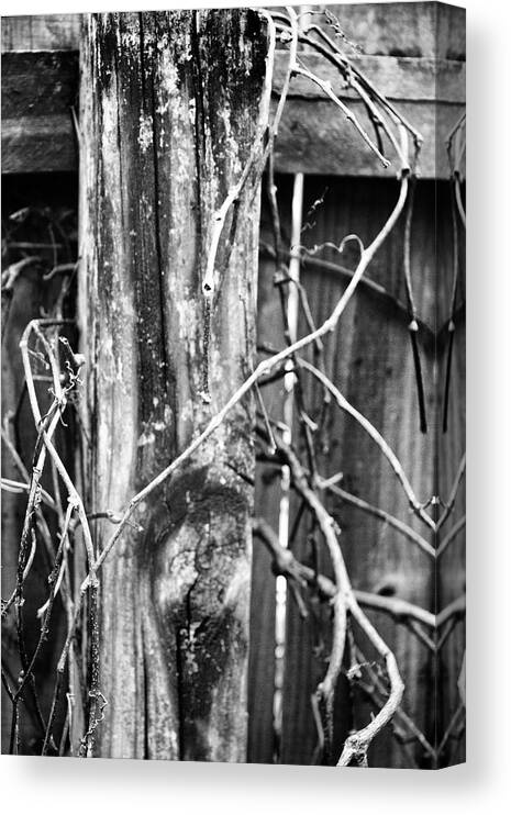 Vines Canvas Print featuring the photograph Wintered and Weathered by Roger Wedegis