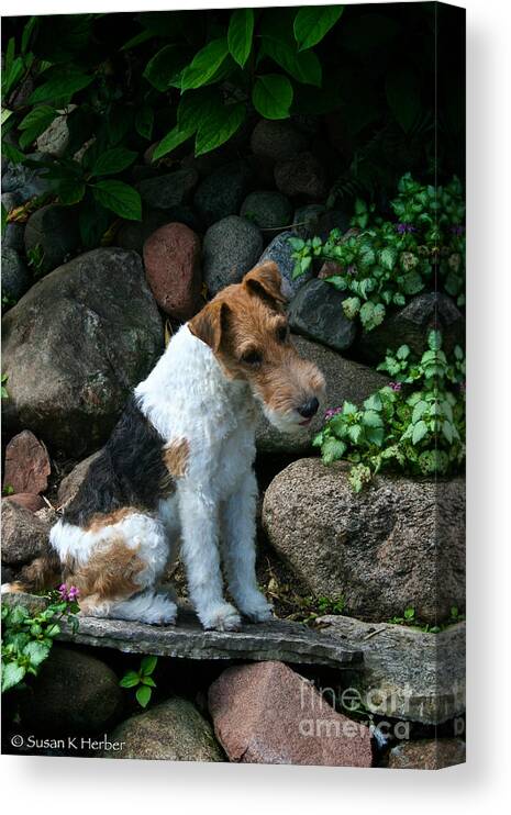Canine Canvas Print featuring the photograph Wirehair Fox Terrier by Susan Herber
