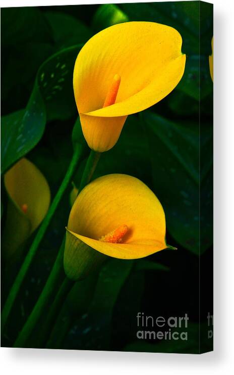 Lily Of The Nile Canvas Print featuring the photograph Yellow Calla Lilies by Byron Varvarigos
