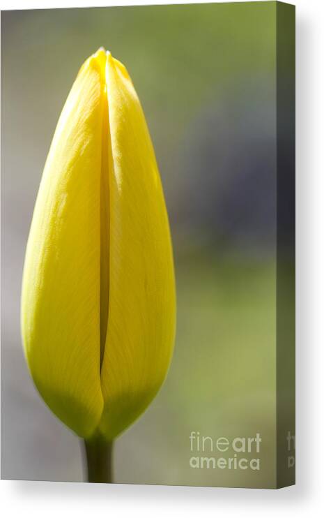 Tulip Canvas Print featuring the photograph Yellow Tulip Bud by Heiko Koehrer-Wagner