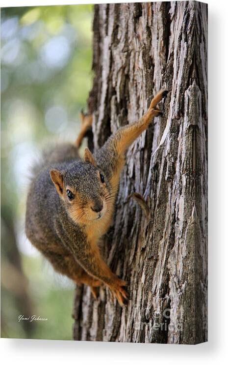 Squirrel Canvas Print featuring the photograph You found me by Yumi Johnson