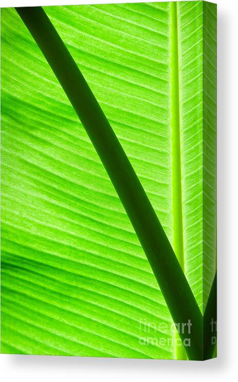 Banana Canvas Print featuring the photograph Abstract banana Leaf #1 by Yurix Sardinelly