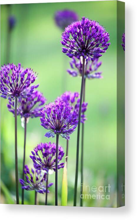 Garden Canvas Print featuring the photograph Allium #1 by Kati Finell