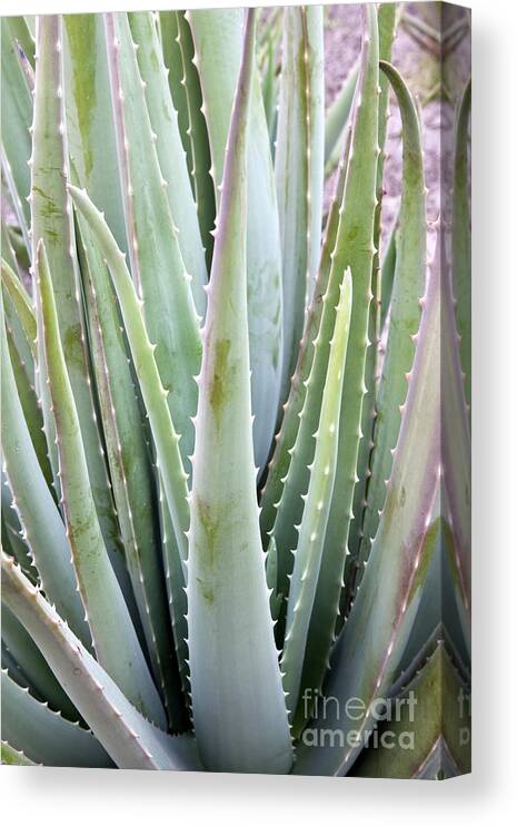 Aloe Vera Canvas Print featuring the photograph Aloe Vera Plant #1 by Inga Spence