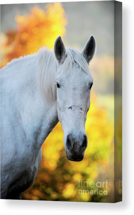 2017 Canvas Print featuring the photograph Annie #2 by Carien Schippers