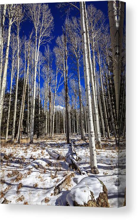 America Canvas Print featuring the photograph Aspen forest #2 by Alexey Stiop