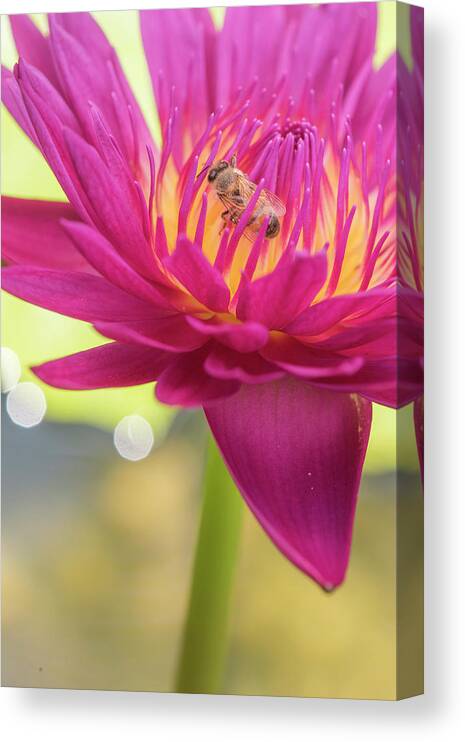 Lily Canvas Print featuring the photograph Attraction. by Usha Peddamatham