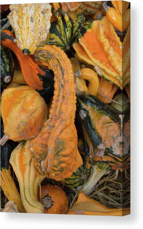 Gourd Canvas Print featuring the photograph Autumn Gourds #1 by Pamela Williams