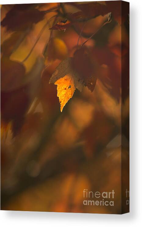 Leaves Canvas Print featuring the photograph Autumn Leaf in Sunshine #1 by Diane Diederich