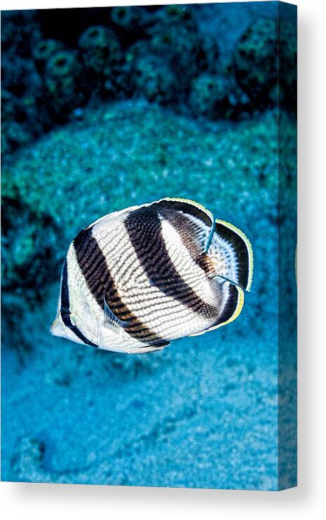 Banded Butterflyfish Canvas Print featuring the photograph Banded Butterflyfish by Perla Copernik