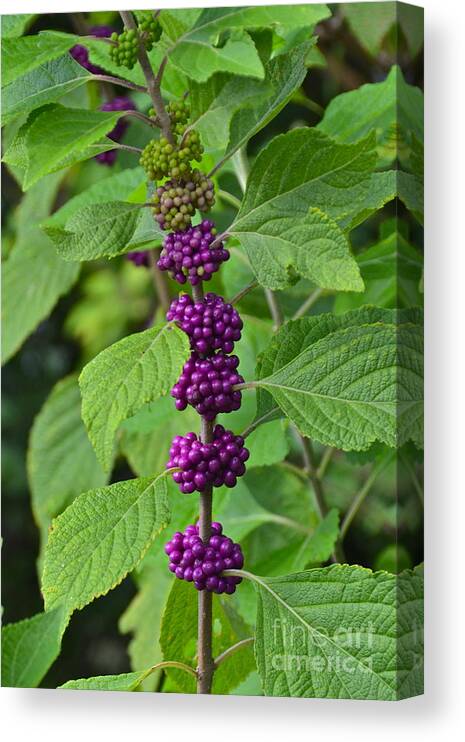 Berry Canvas Print featuring the photograph BeautyBerry #1 by Carol Bradley