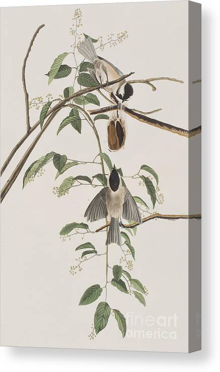 Titmouse Canvas Print featuring the painting Black Capped Titmouse by John James Audubon