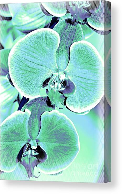 Orchid Canvas Print featuring the photograph Blue Orchids #2 by Lali Kacharava