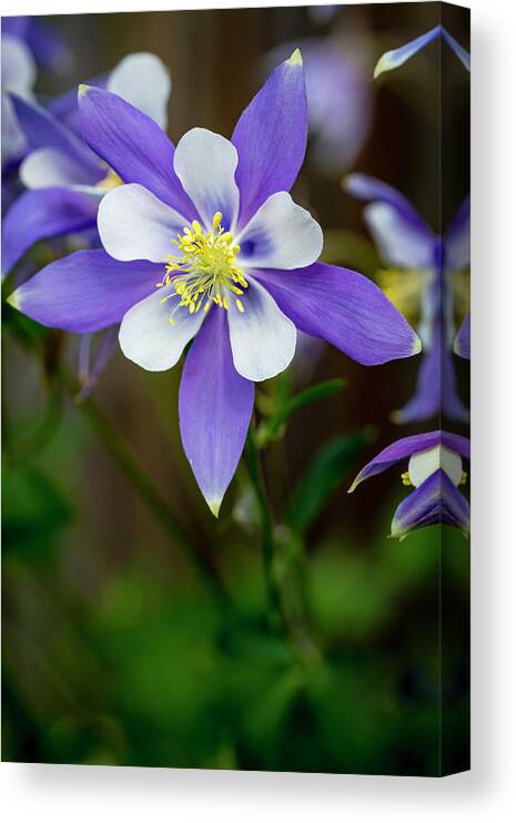 Colorado Canvas Print featuring the photograph Colorado State Flower Blue Columbines #1 by Teri Virbickis