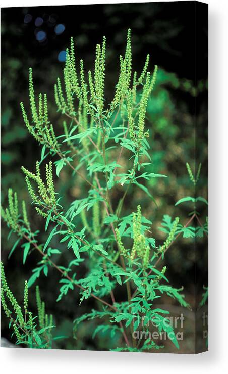 Plant Canvas Print featuring the photograph Common Ragweed In Flower by John Kaprielian