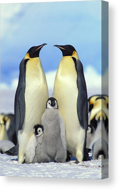 Mp Canvas Print featuring the photograph Emperor Penguin Aptenodytes Forsteri #1 by Konrad Wothe