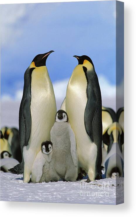 Mp Canvas Print featuring the photograph Emperor Penguin Family by Konrad Wothe