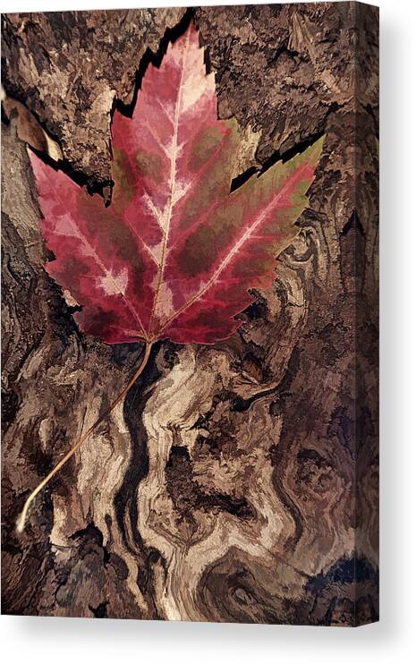 Leaf Canvas Print featuring the photograph Fallen Leaf #1 by Leda Robertson